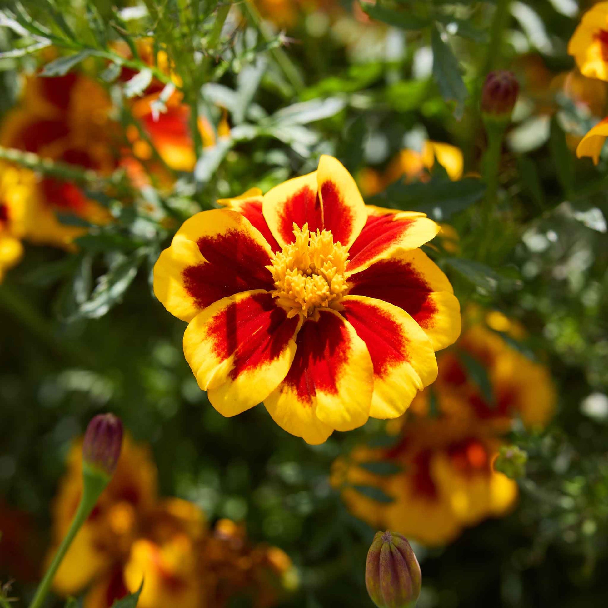 french vanilla marigold seeds Bulk French Marigold (Dwarf) Seeds