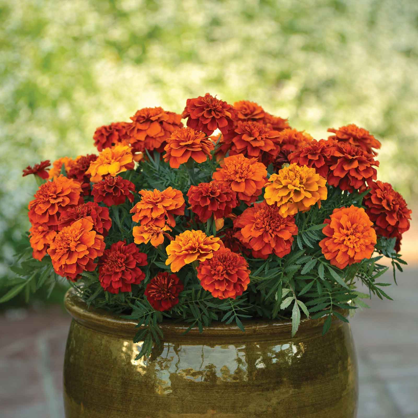 marigold fireball