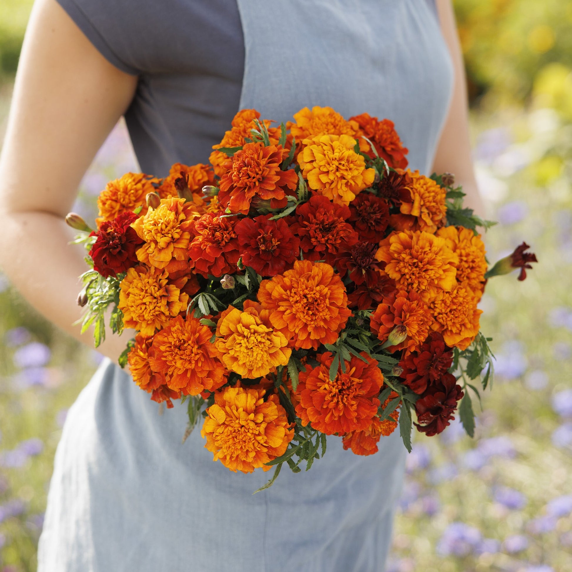 unique marigold seeds Bulk French Marigold Seeds - Fireball | Flower Seeds in Packets & Bulk