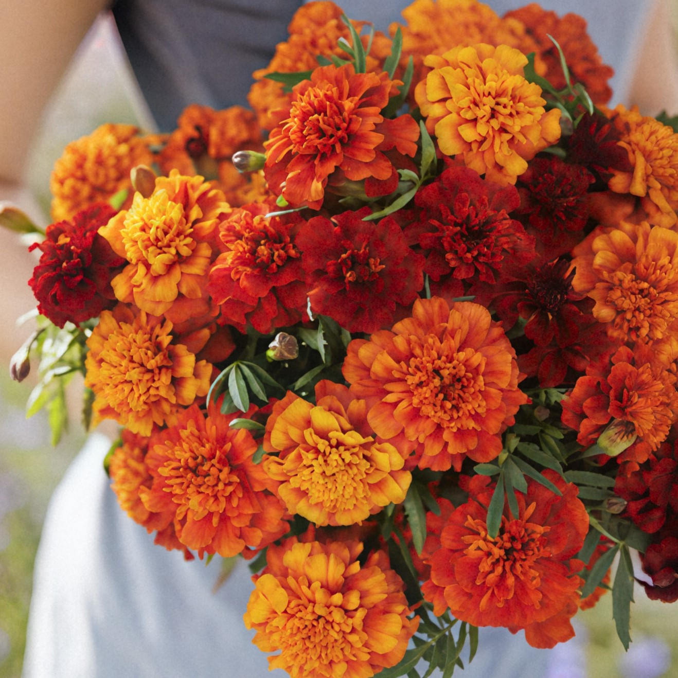 eden brothers french marigold seeds orange flame Bulk French Marigold Seeds