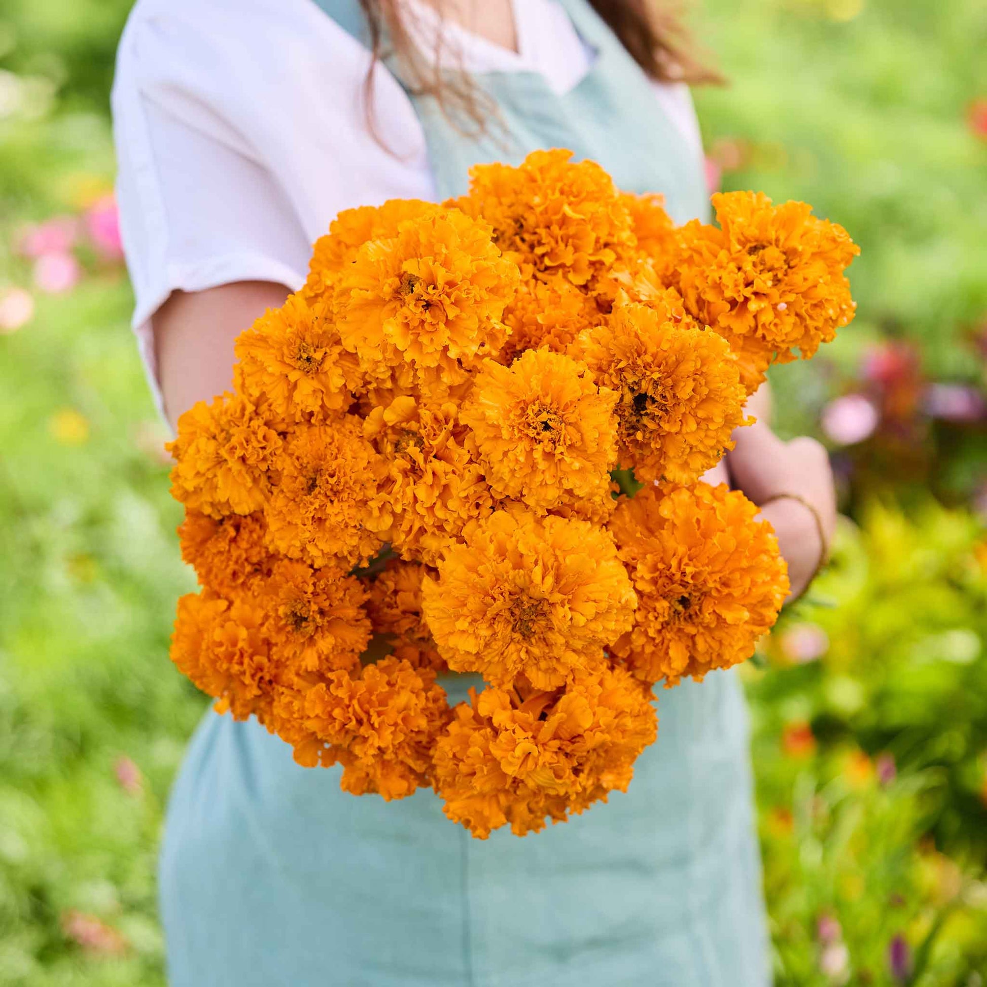 african marigold seeds for sale Bulk African Marigold Seeds - Mandarin