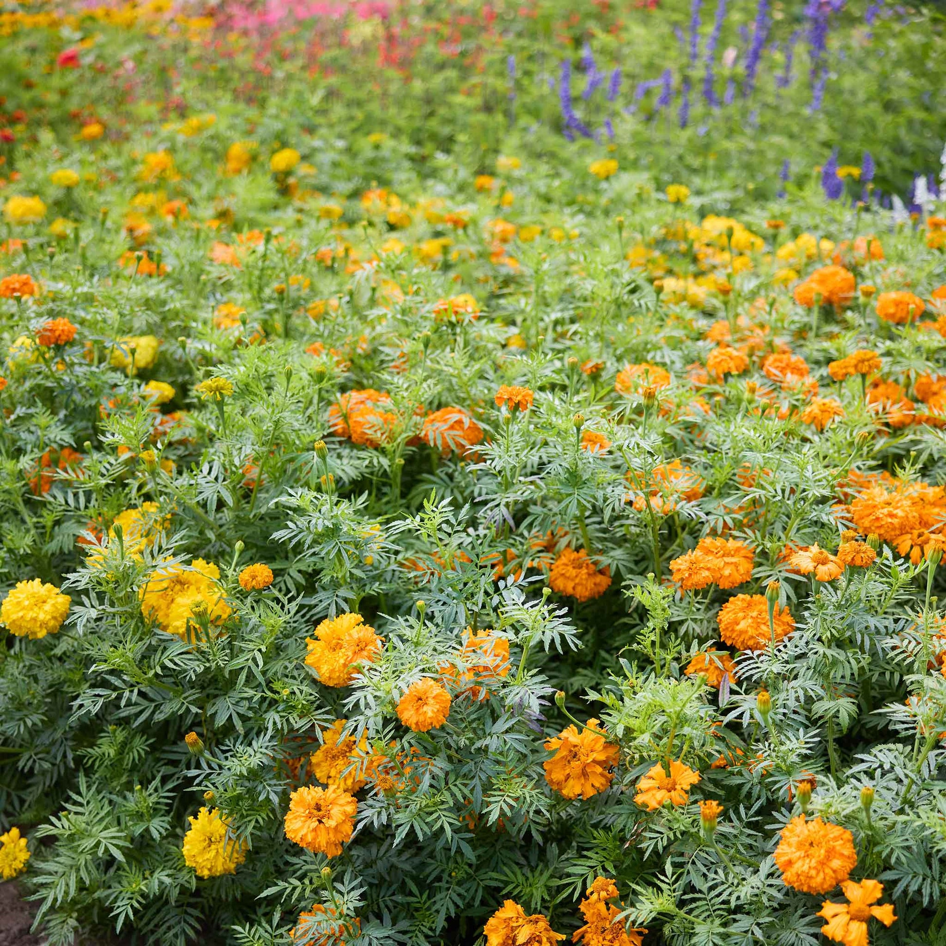 green marigold seeds Bulk African Marigold Seeds - Mandarin