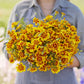 french marigold naughty marietta