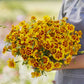 french marigold naughty marietta