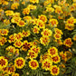 french marigold naughty marietta