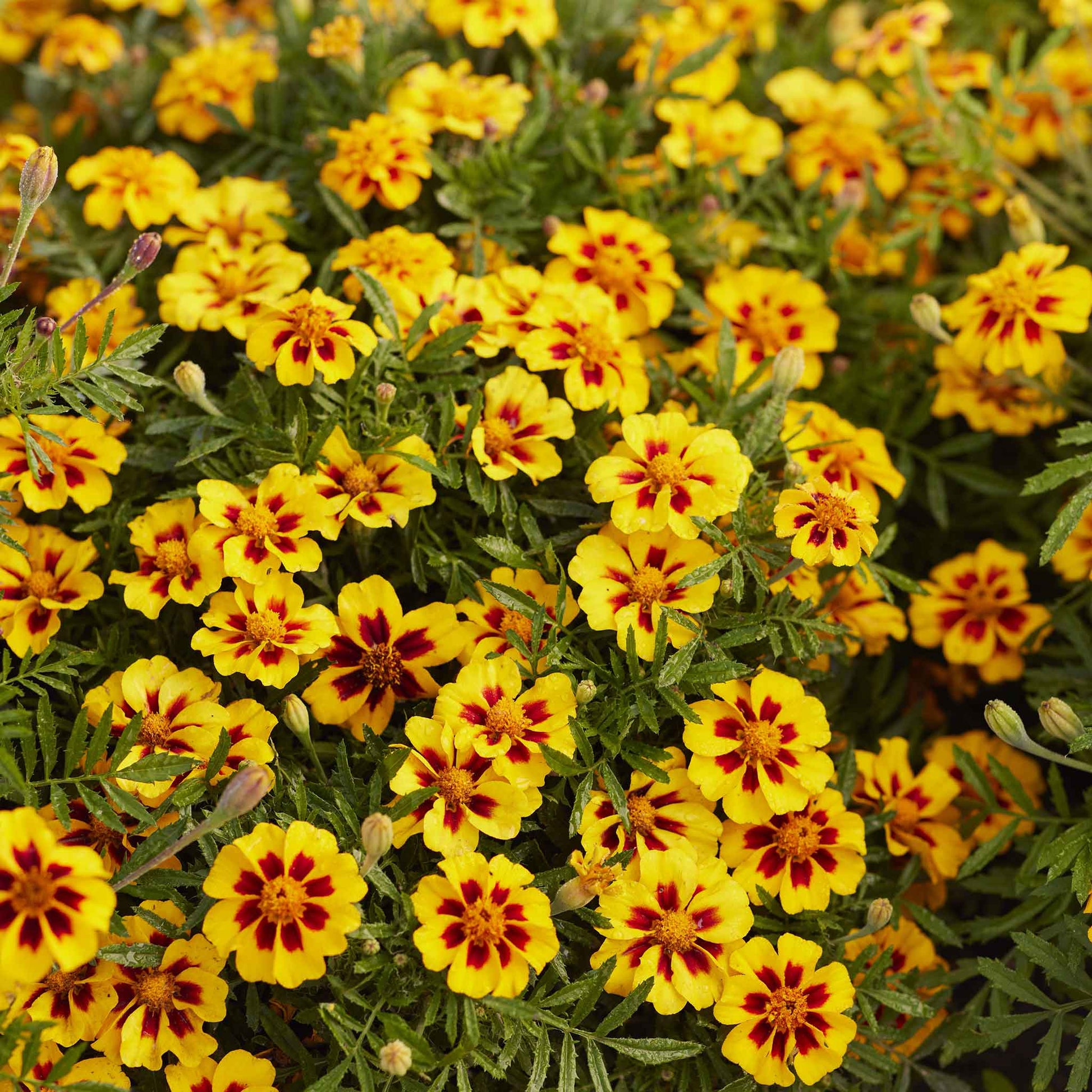 french marigold naughty marietta