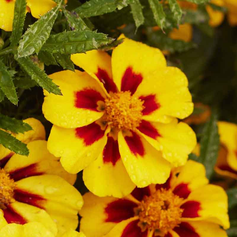 french marigold naughty marietta