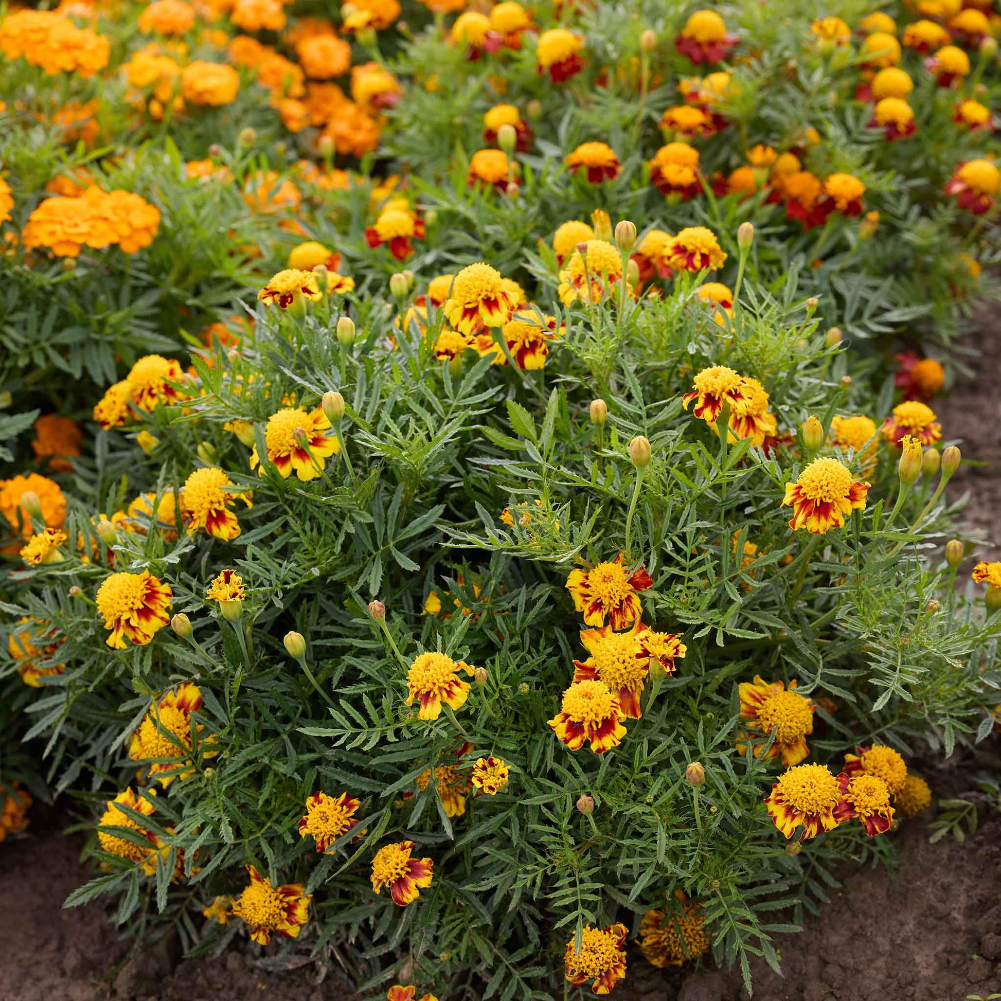 growing french marigolds from seed Bulk French Marigold Seeds (Dwarf Double)