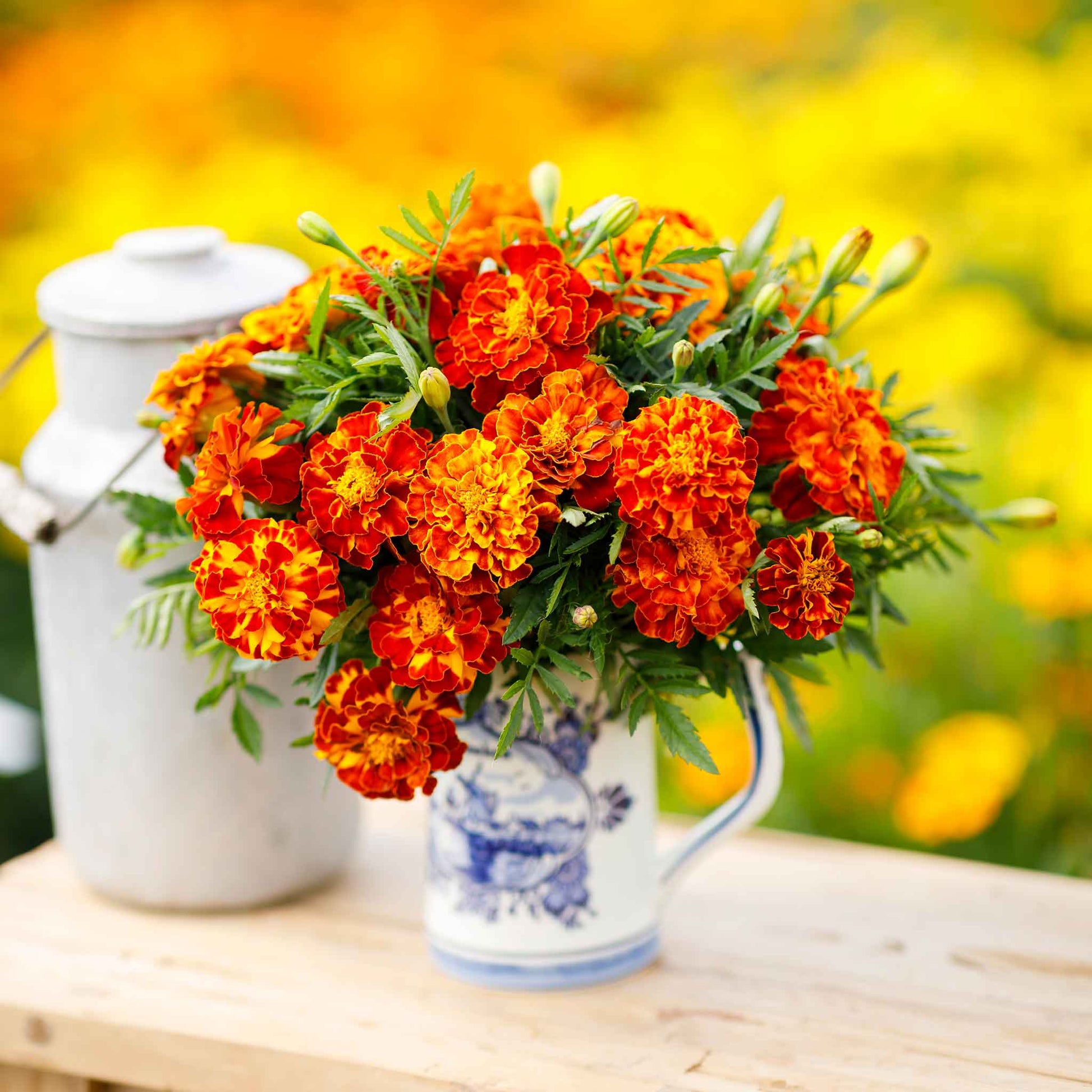 bulk marigold seed Organic Marigold Seeds - Sparky Mix | Bulk Flower Seeds