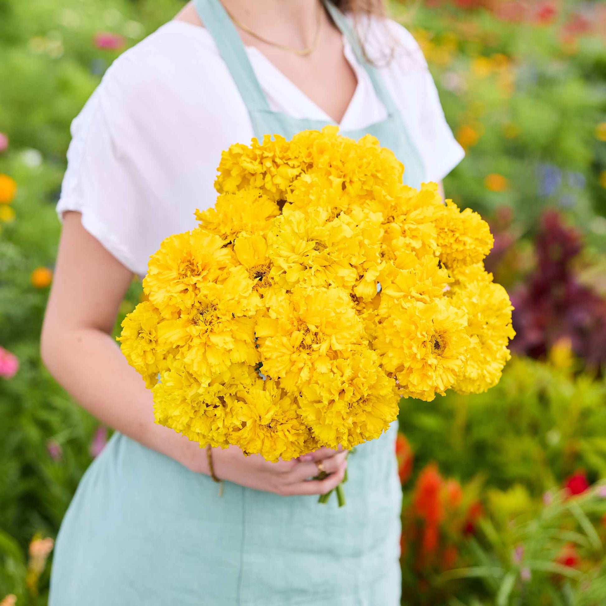 indian marigold seeds Bulk African Marigold Seeds - Smiles