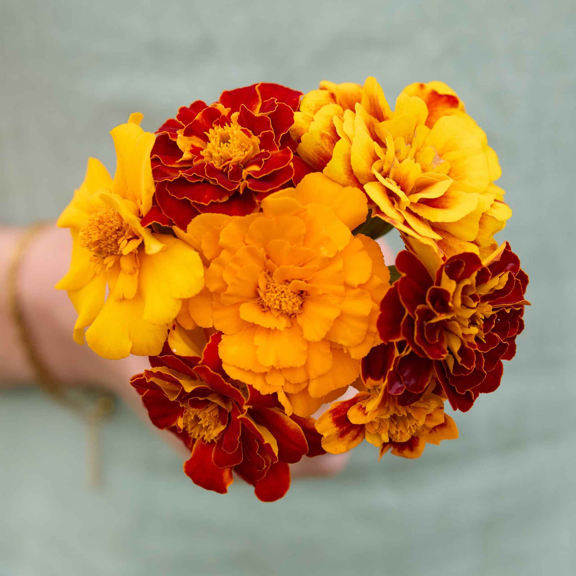 Organic Marigold Seeds - Sparky Mix | Bulk Flower Seeds | Bulk Wildflowers