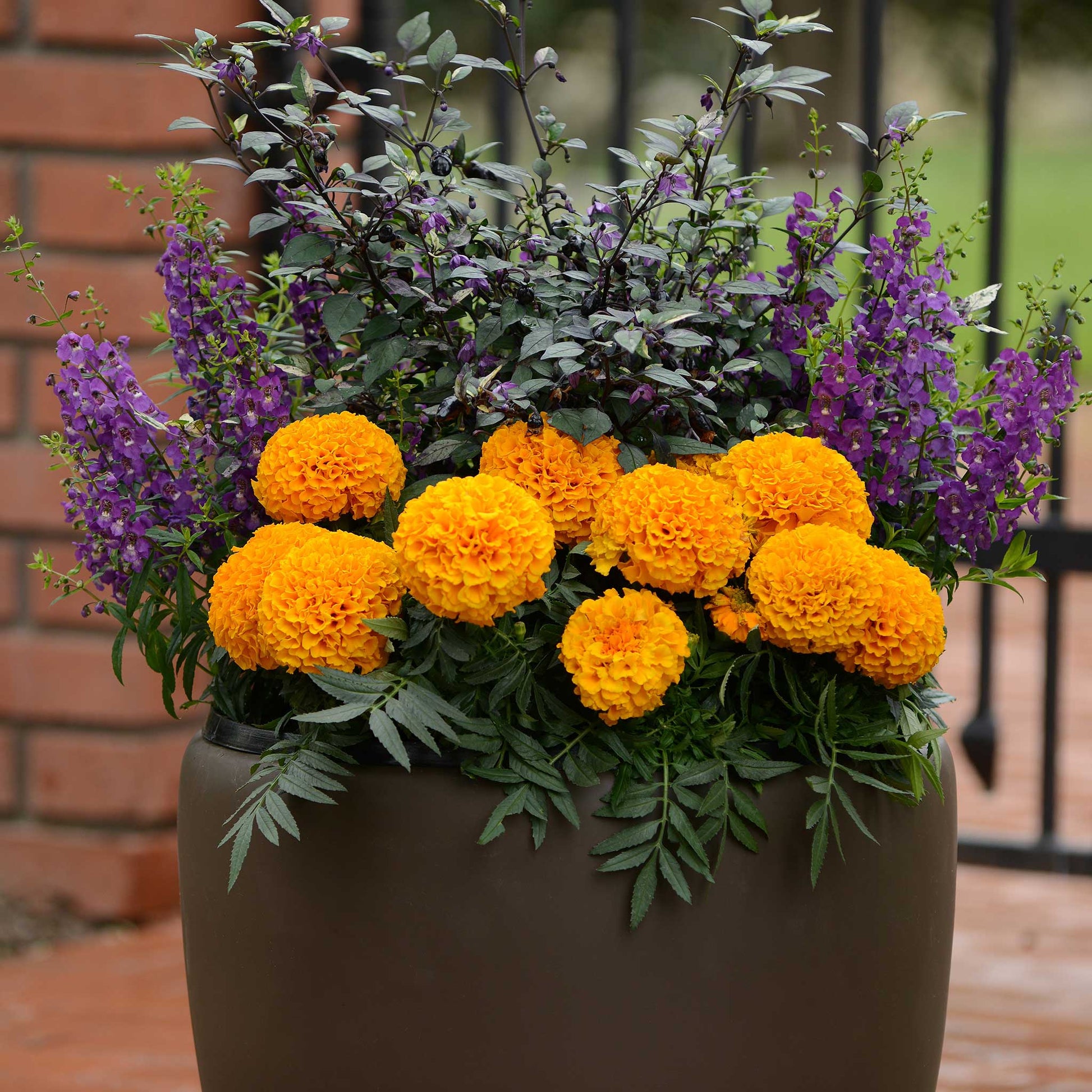 purple marigold seeds Bulk African Marigold Seeds - Taishan Orange