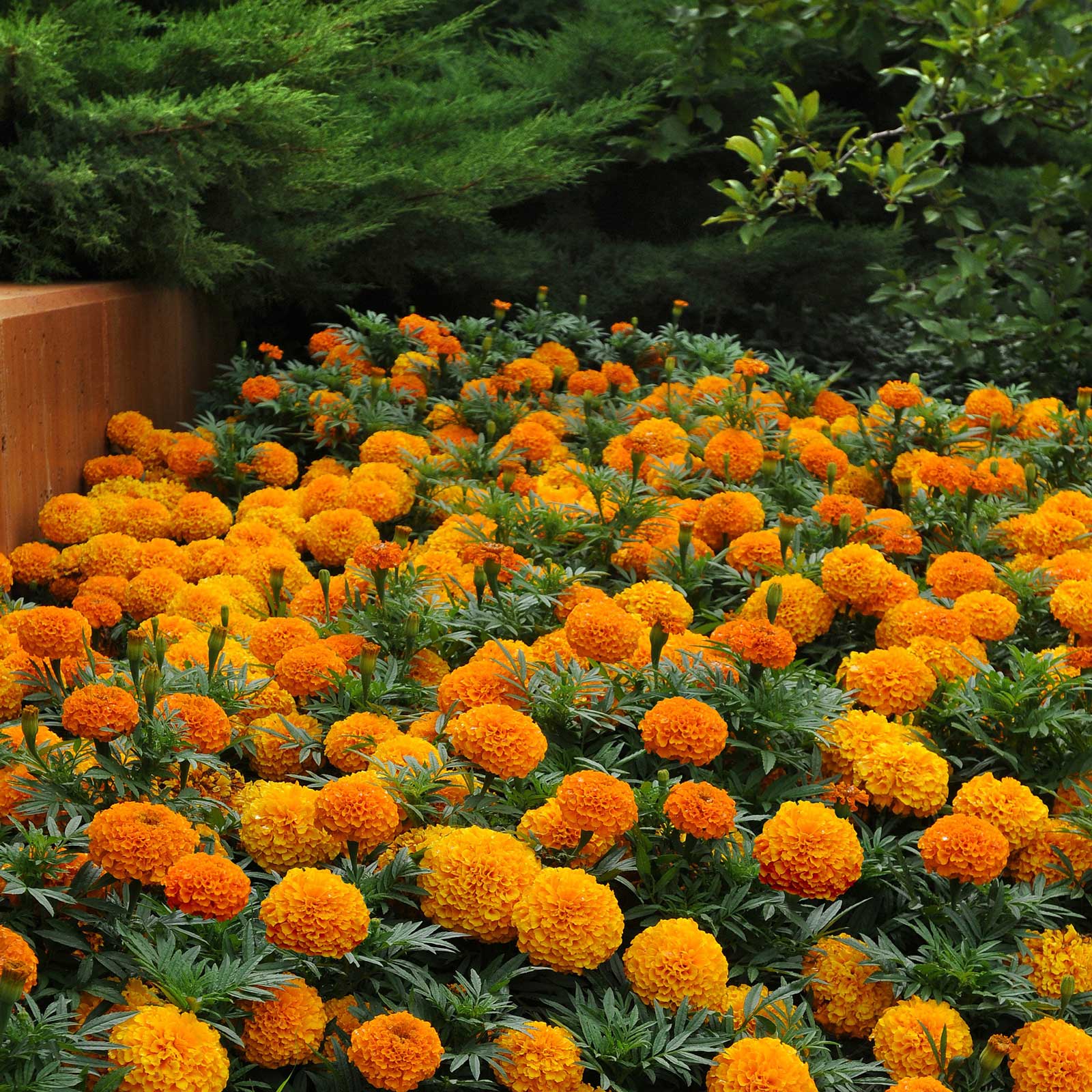 miniature marigold seeds Bulk African Marigold Seeds - Taishan Orange