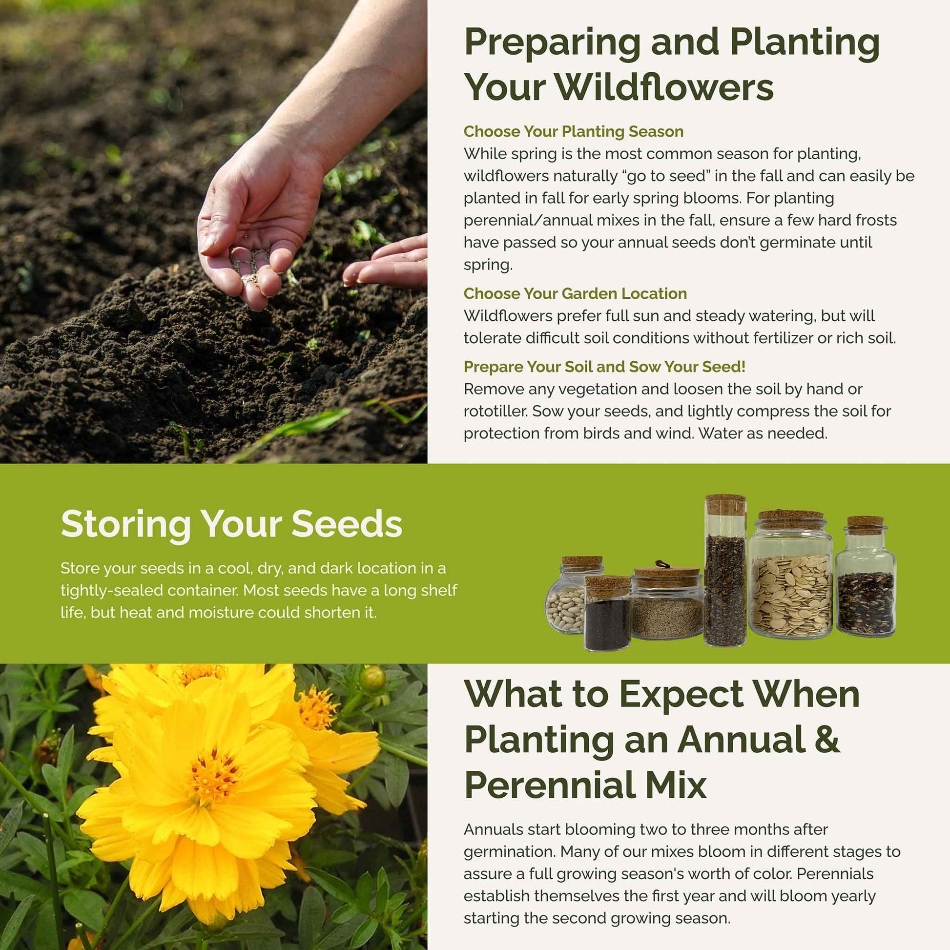 yellow wildflower seeds Bulk Yellow Flower Seed Mix