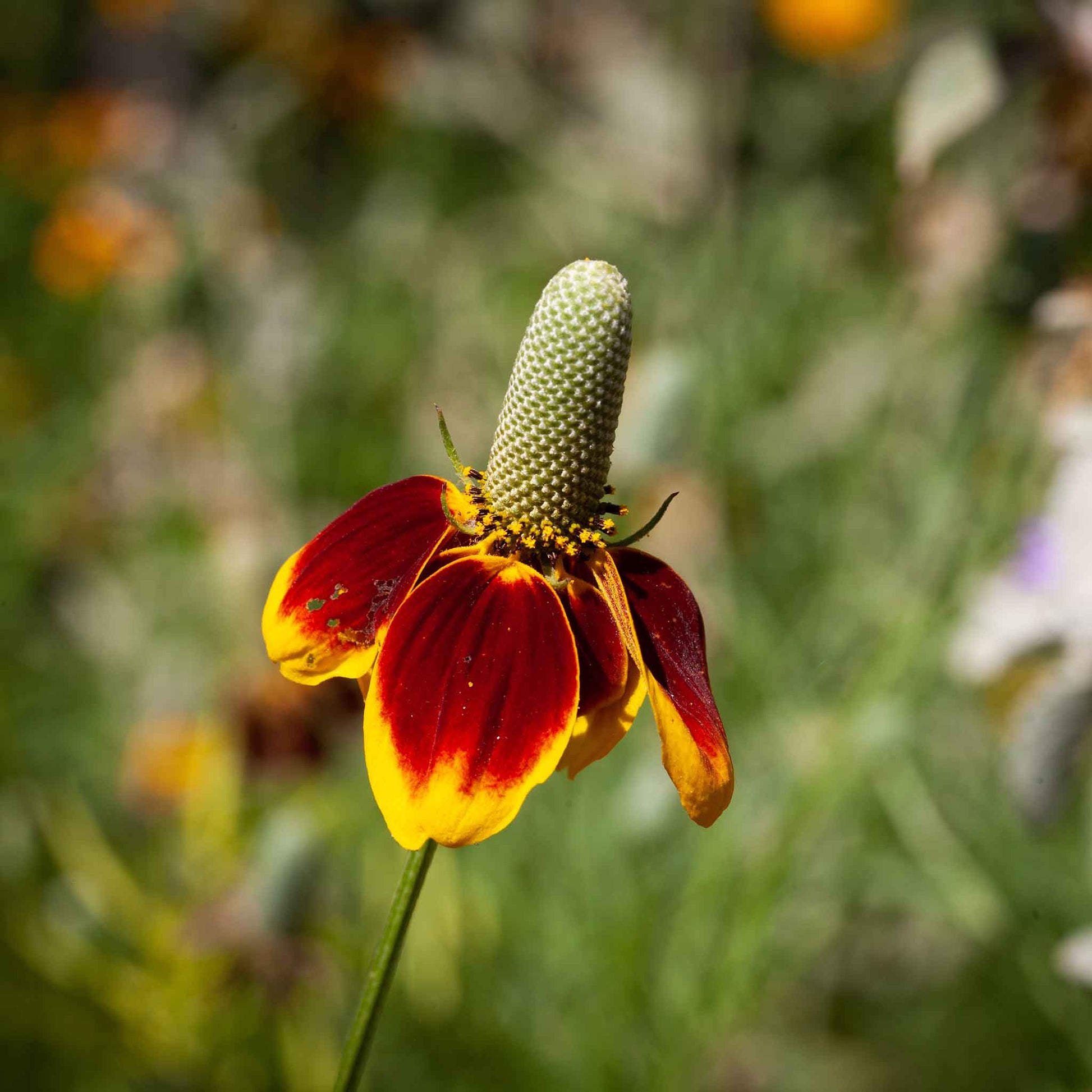 mexican hat plant indoor or outdoor Bulk Mexican Hat Seeds 1 Ounce