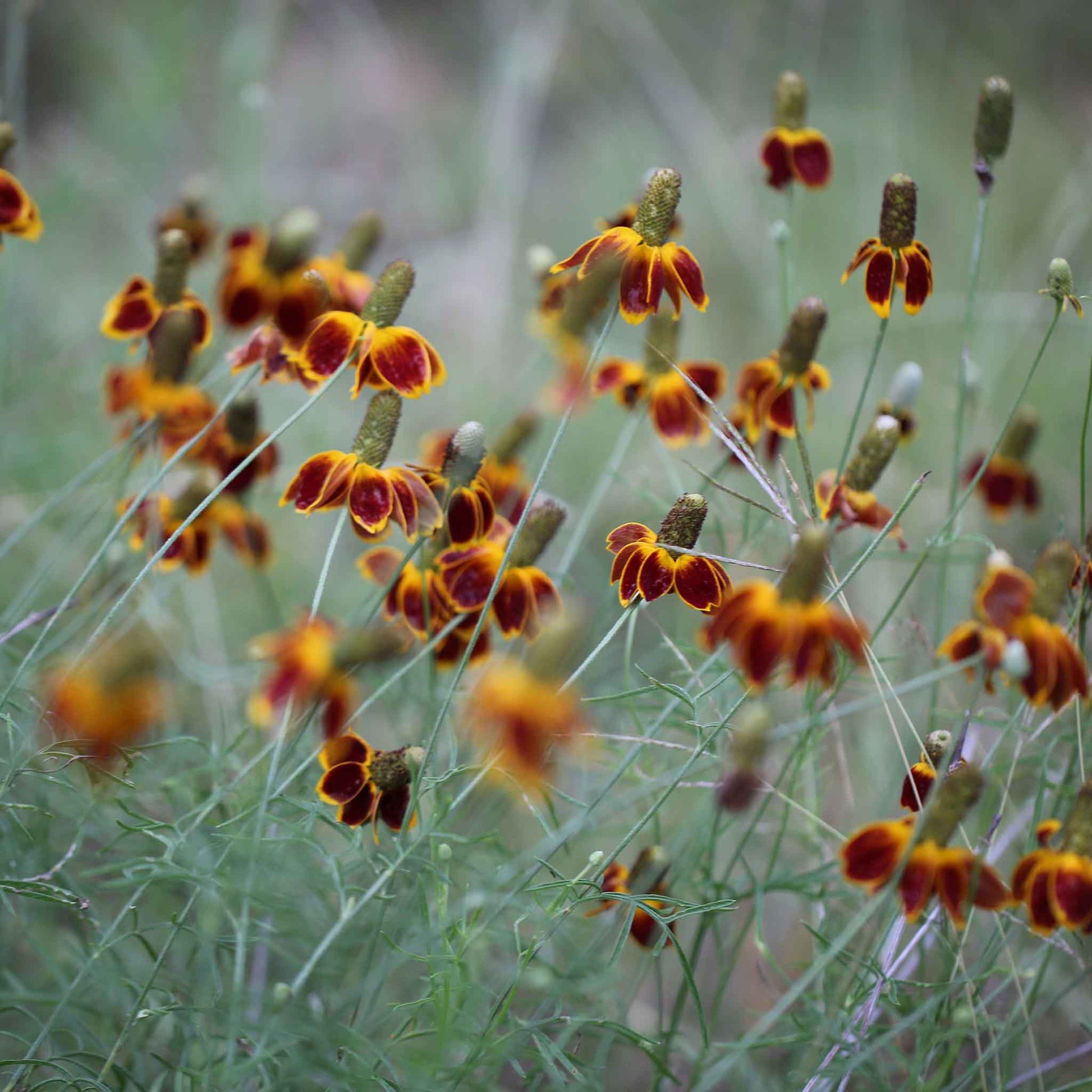 mexican hat plant indoor or outdoor Bulk Mexican Hat Seeds 1 Ounce