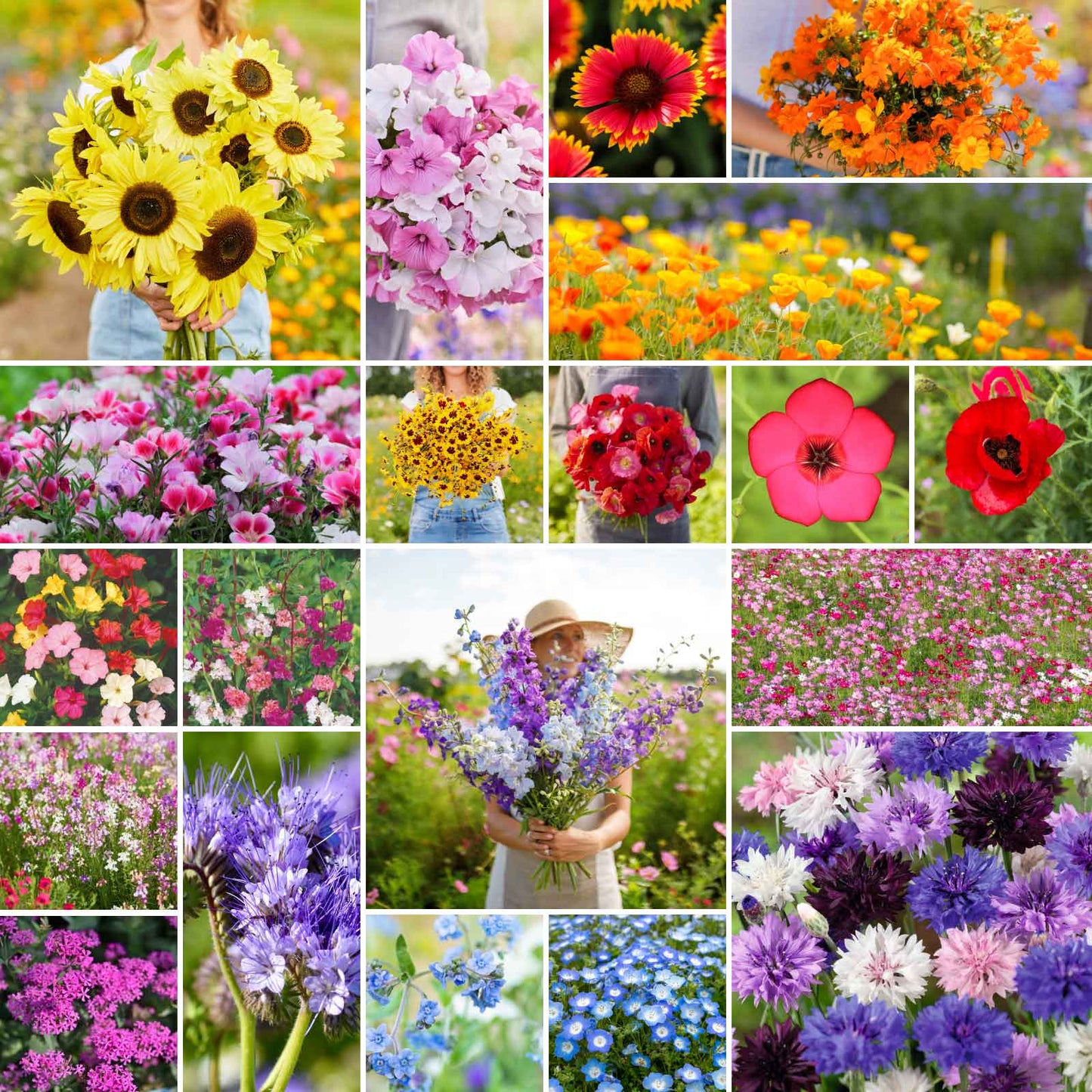 annual wild flower seeds Bulk All Annual Wildflower Seed Mix 10 Pounds