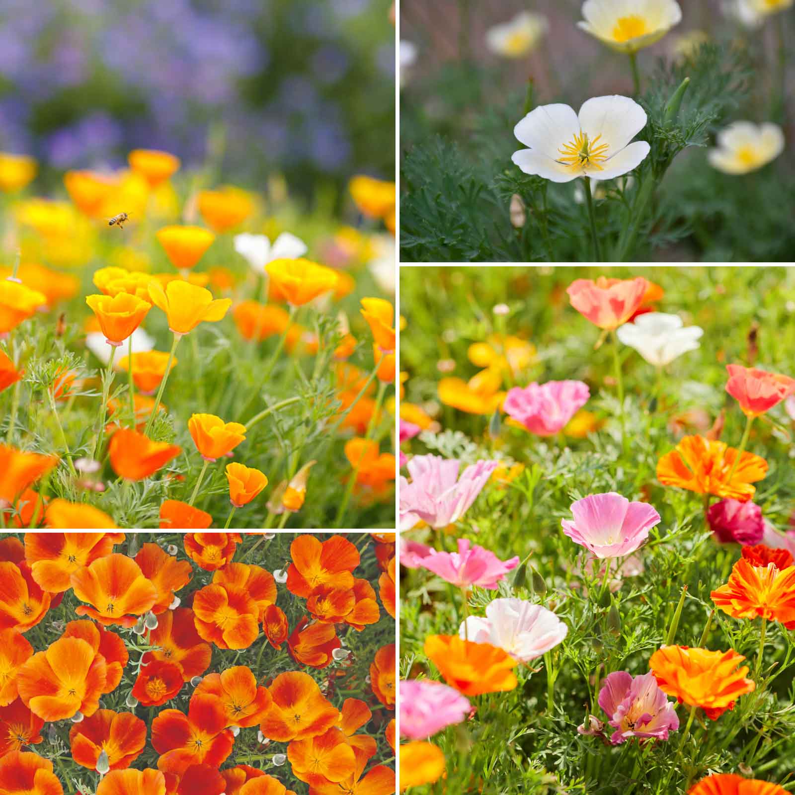 poppy wildflower seed mix Bulk California Dreaming