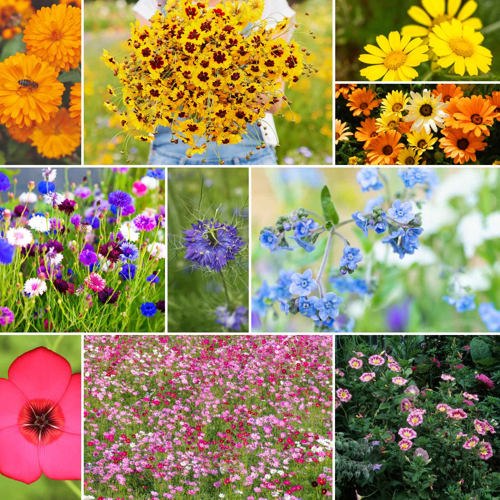 country garden and seeds Bulk Country Garden Flower Seed Mix