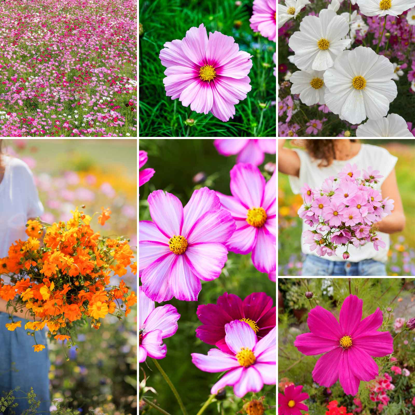 cosmos flower seed collection Bulk Crazy For Cosmos
