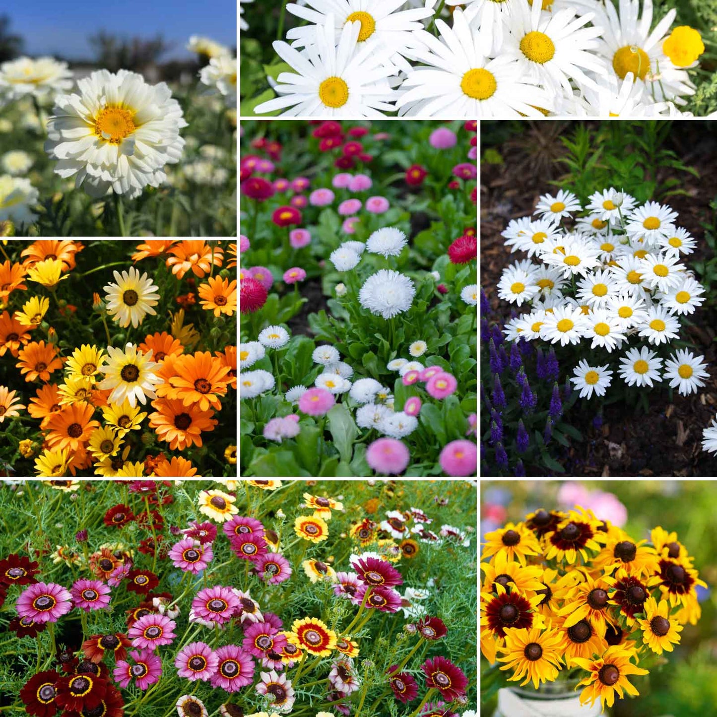 daisy seed to flower Bulk Daisy Crazy