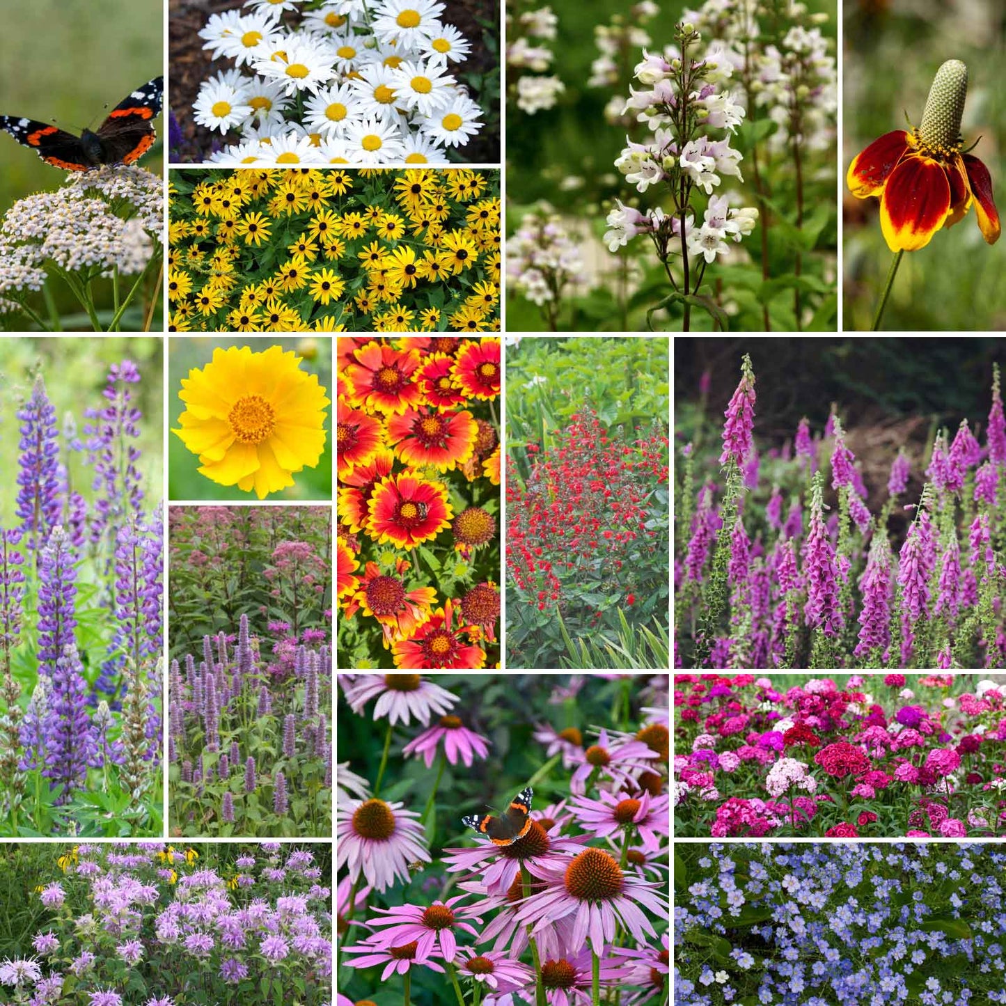 wildflower seeds deer resistant Bulk Deer Resistant All Perennial Wildflower Seed Mix
