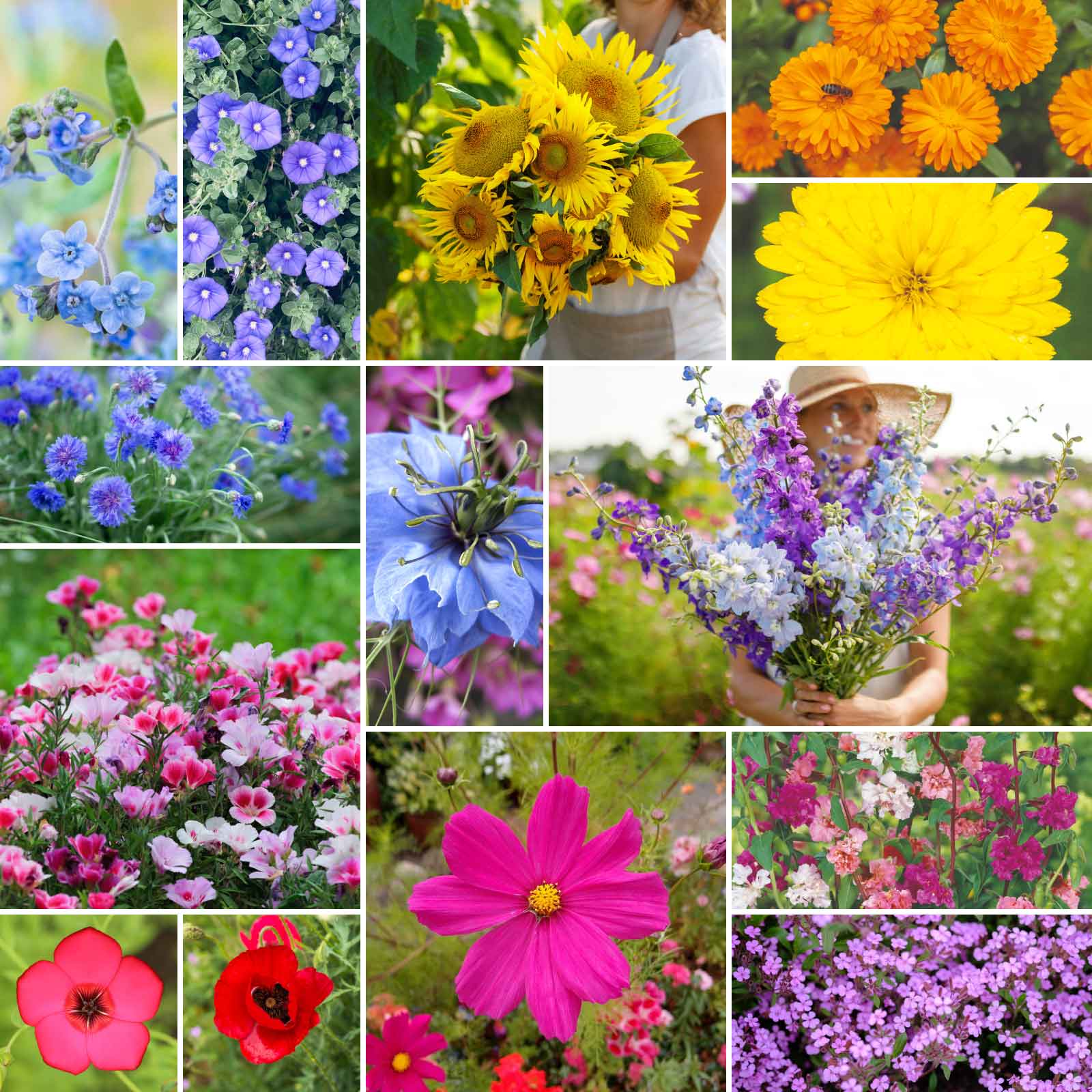 mystical flower seeds Bulk Fairytale Flower Seed Mix