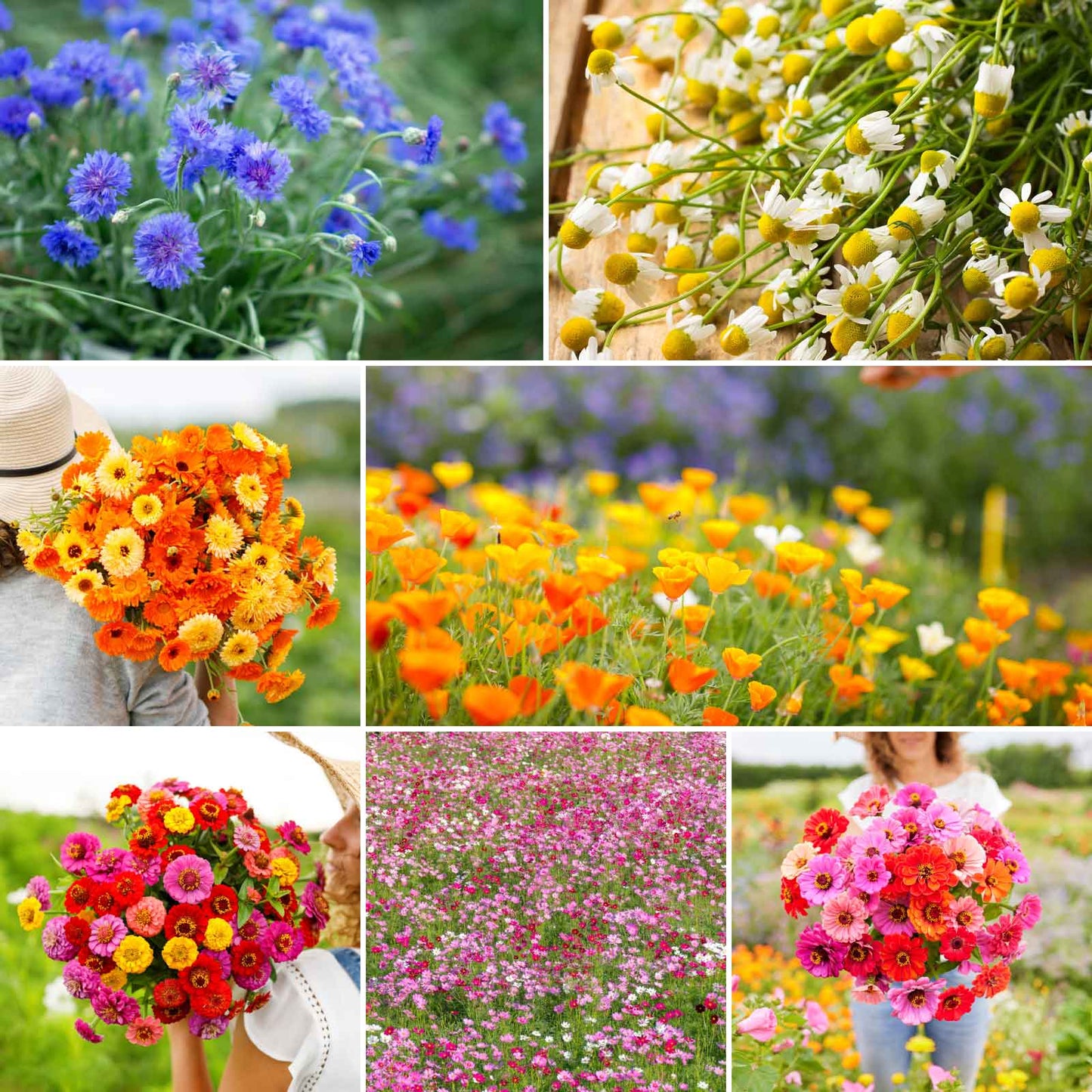 flowers from seeds planting Bulk Field Day Flower Seed Mix