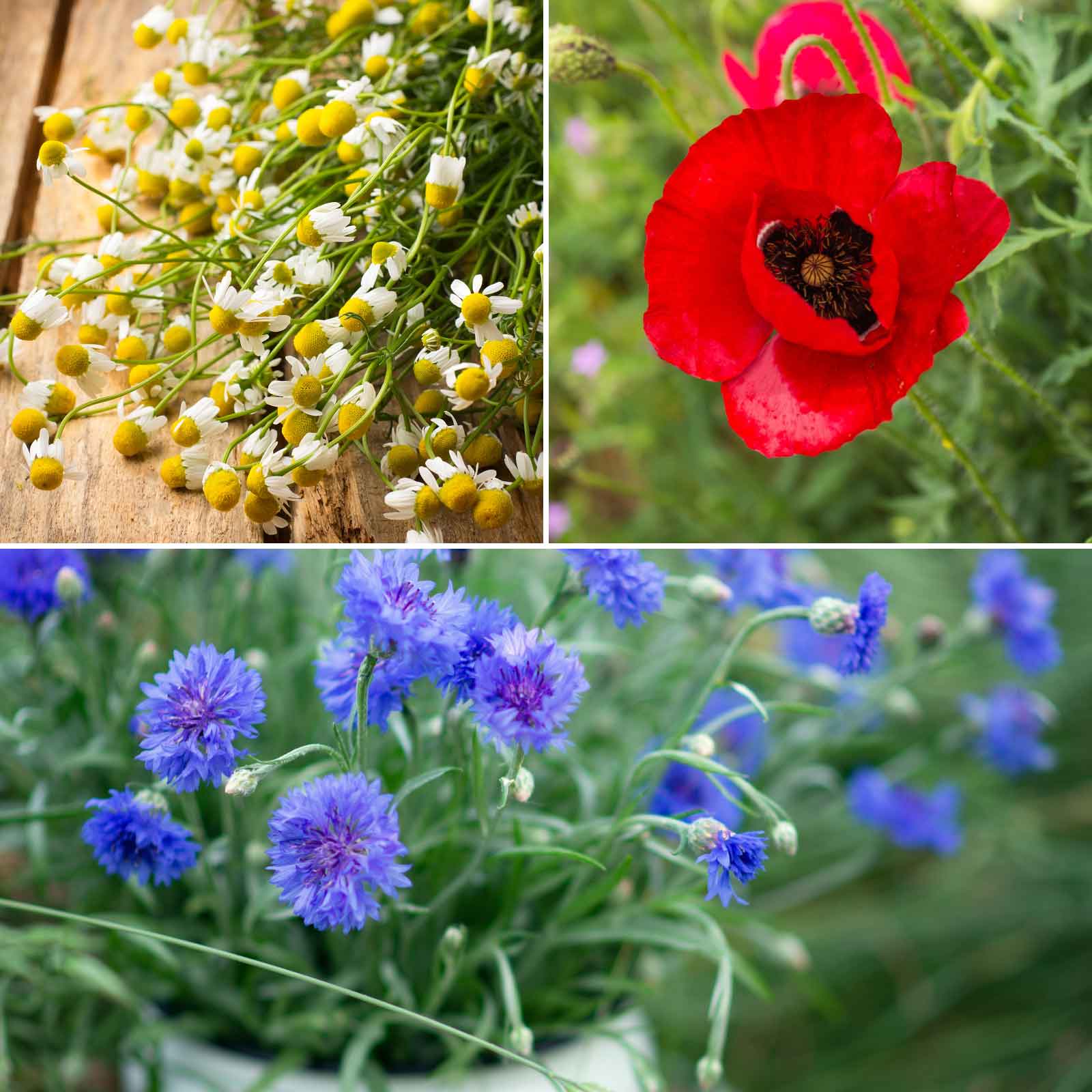 garden of dreams seeds Bulk Field of Dreams Flower Seed Mix