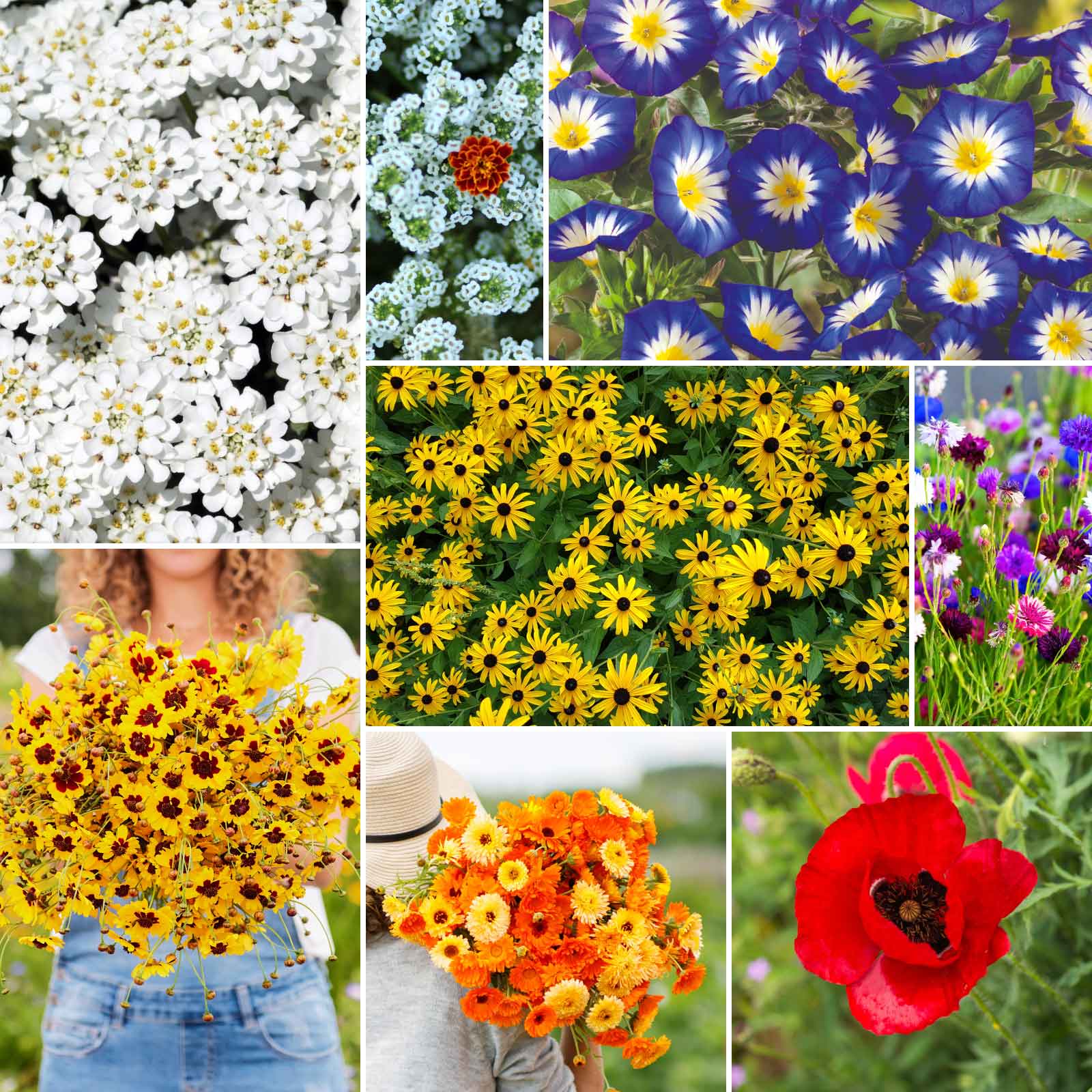 mixed flower seeds online Bulk Flowery Fields Flower Seed Mix