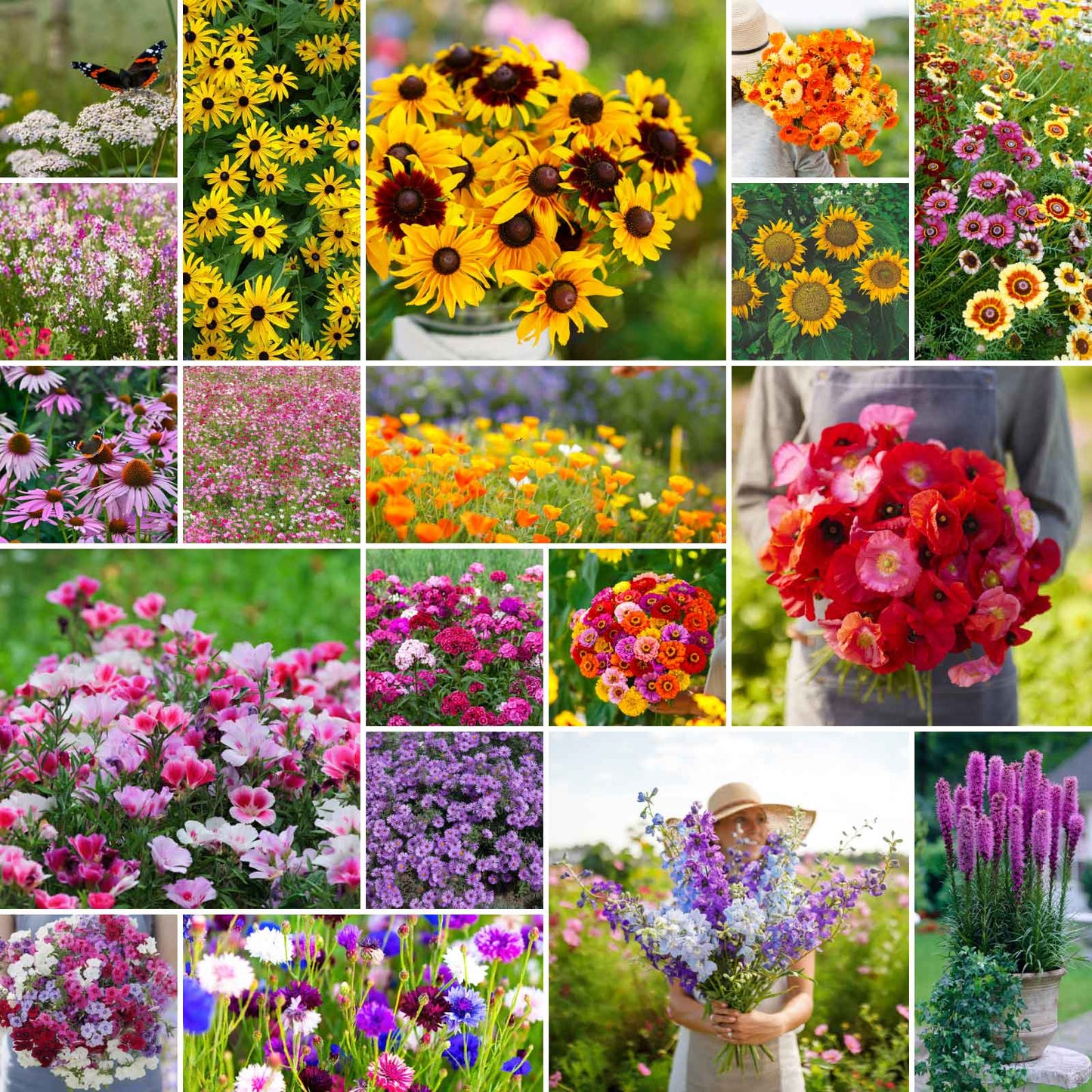 planting wild flower seeds in the fall Bulk Late Bloomer