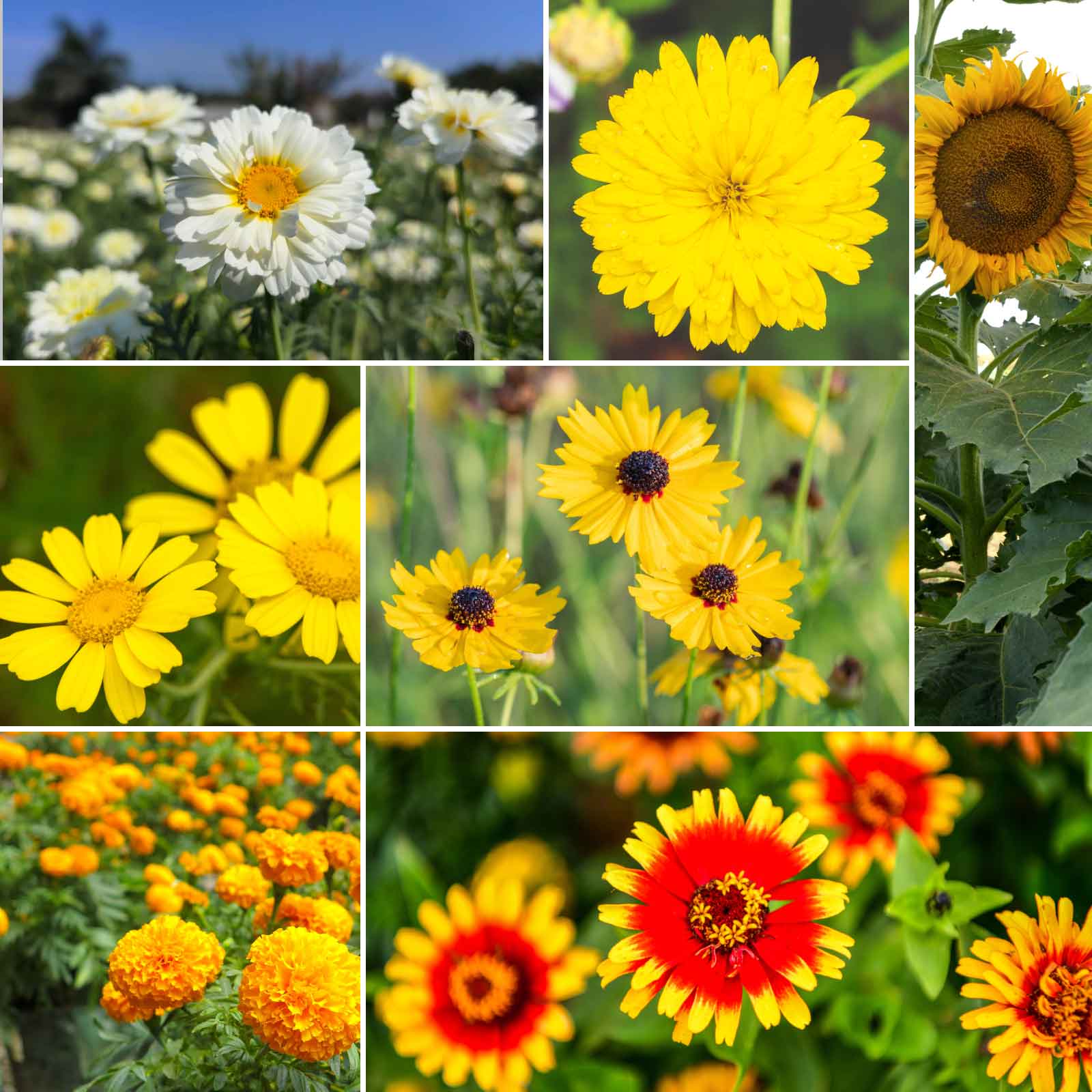 yellow wildflower seeds Bulk Yellow Flower Seed Mix