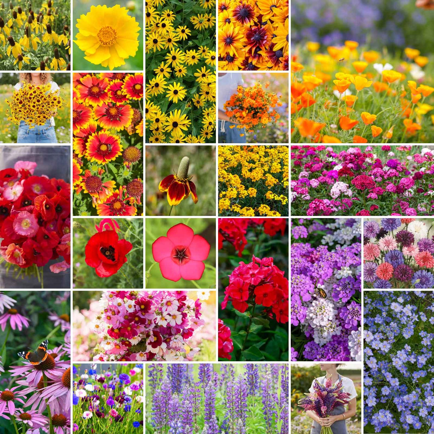midwest wildflower seed Bulk Midwest Wildflower Seed Mix 25 Pounds