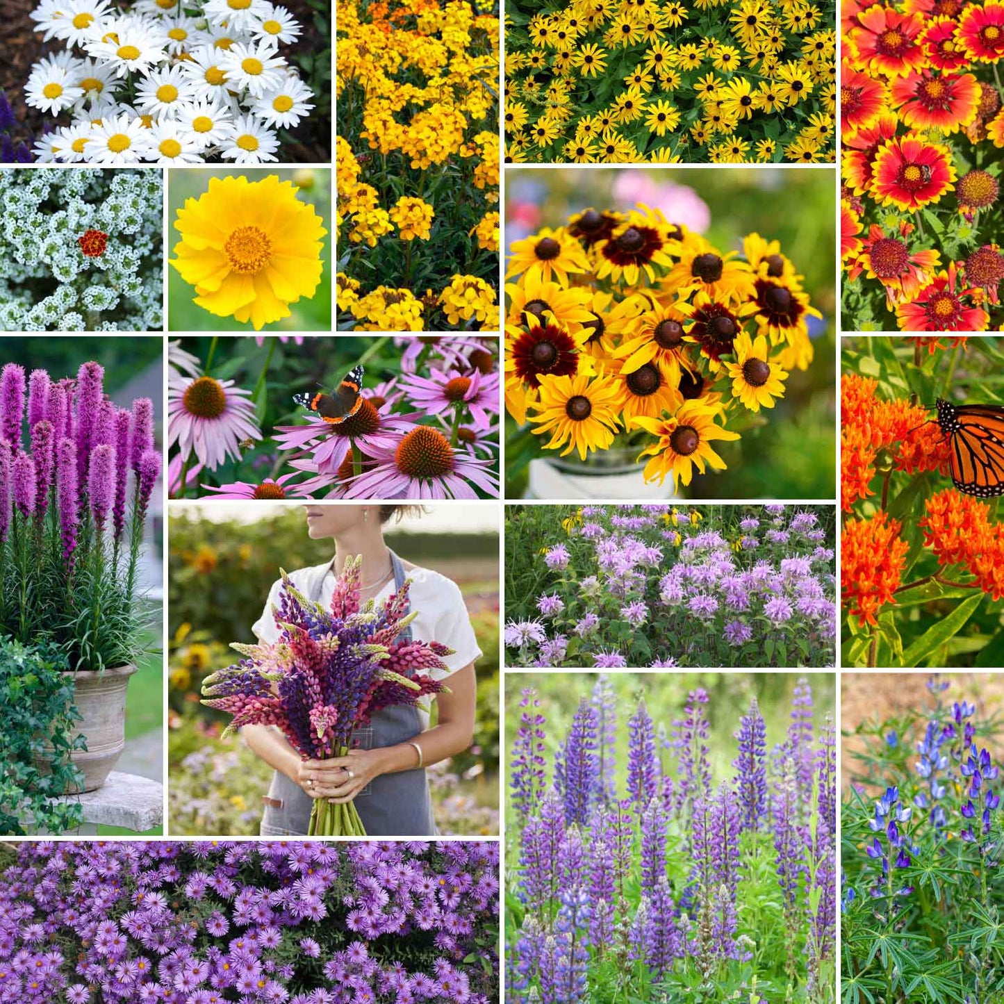 native northeast wildflower seed mix Bulk Northeast All Perennial Wildflower Seed Mix