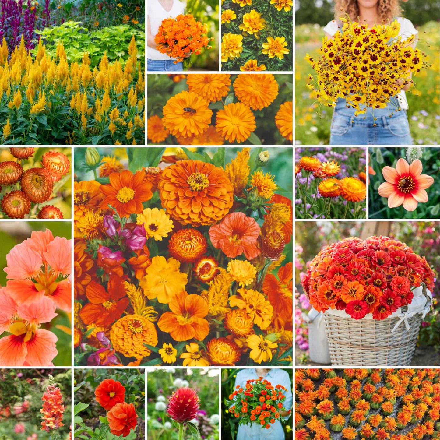 orange flower seeds Bulk Orange Flower Seed Mix