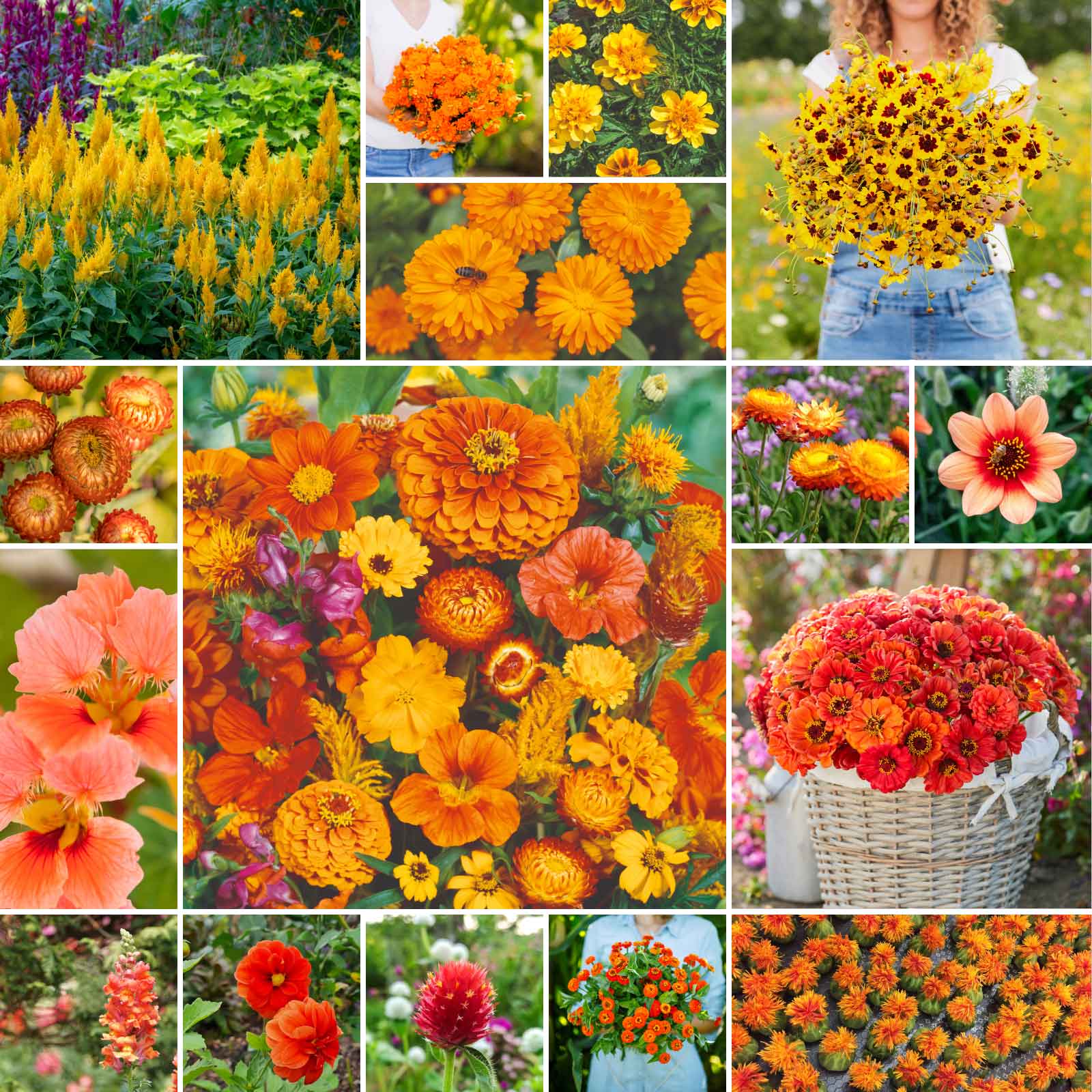 flower seed planting Bulk Orange Flower Seed Mix