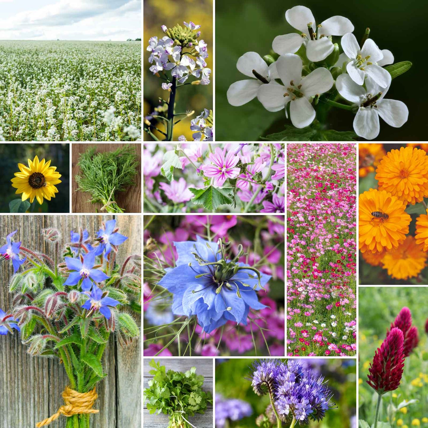 organic wildflower seed mix Bulk Organic Bee Attractor Wildflower Mix