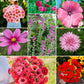 pink perfection wildflower mix