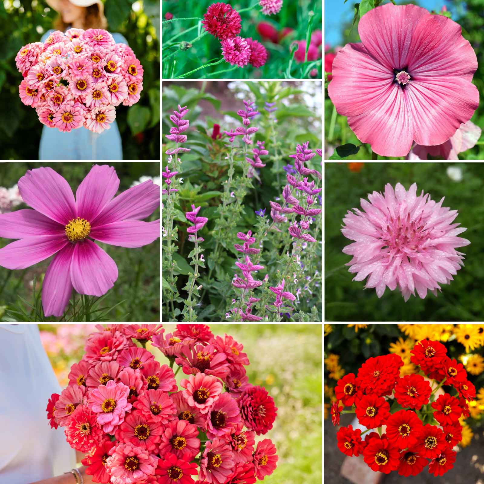 pink wildflower seeds Bulk Pink Perfection Flower Seed Mix