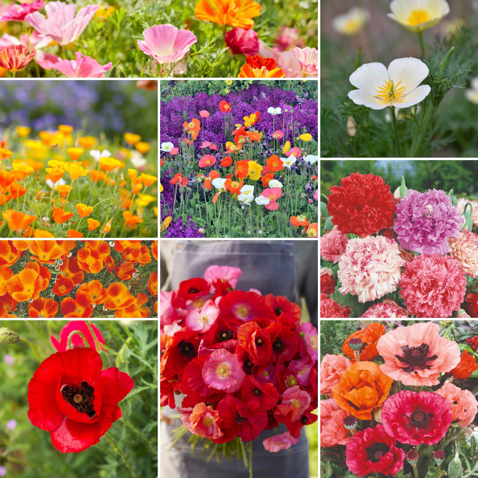poppy flower seeds bulk Bulk Poppy Power