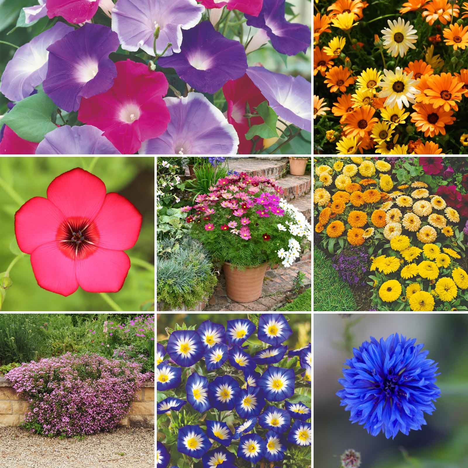 meadow flower seeds bulk Bulk Royal Meadow Flower Seed Mix