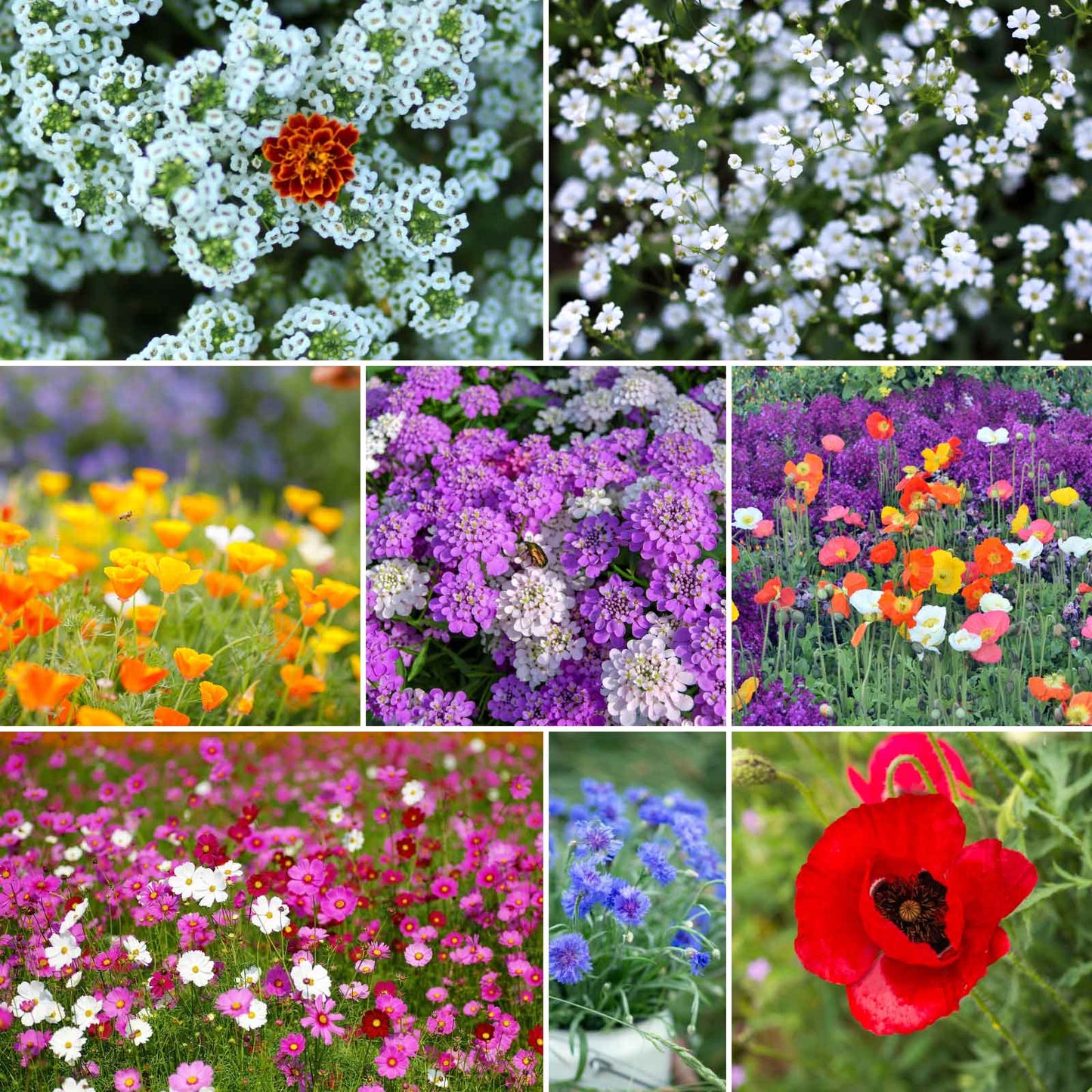 beauty beyond belief wildflower seeds Bulk Rugged Beauty Seed Mix