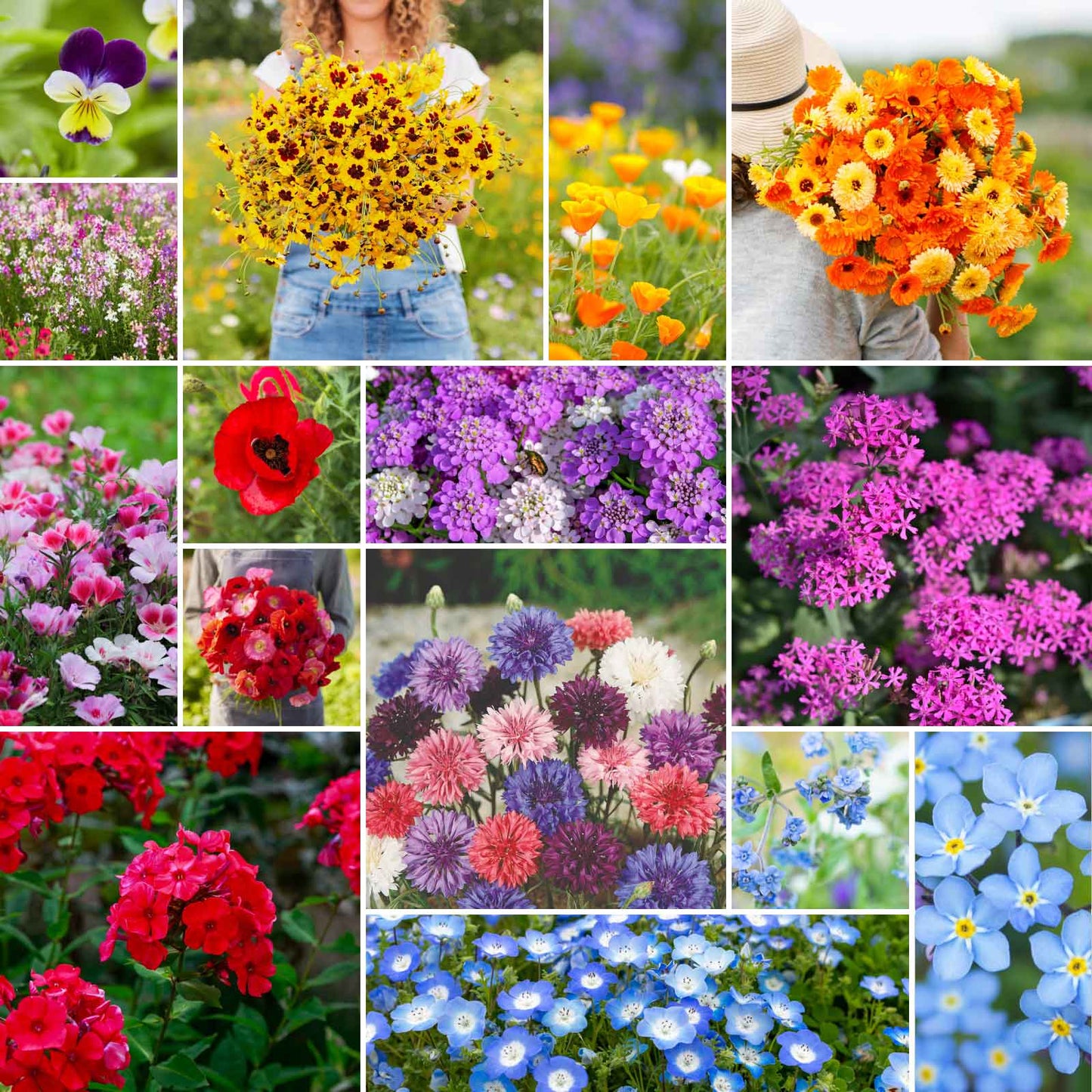low growing wildflower seeds Bulk Shorty Low-Grow Wildflower Seed Mix 1/4 Pound