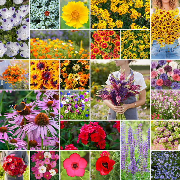 southern wildflower seed mix Bulk Southeast Wildflower Seed Mix