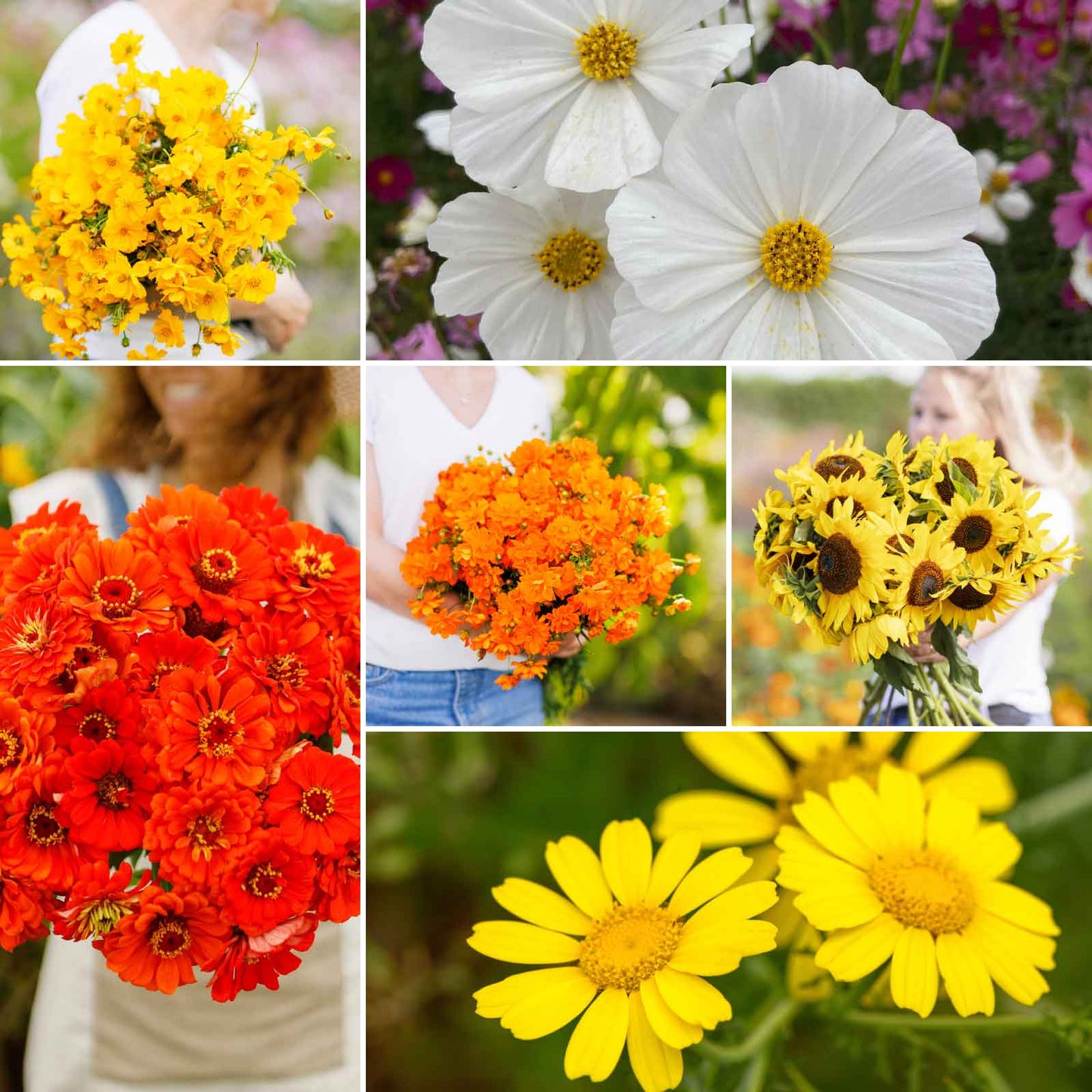 white flower seed mix Bulk Orange, Yellow & White Flower Seed Mix