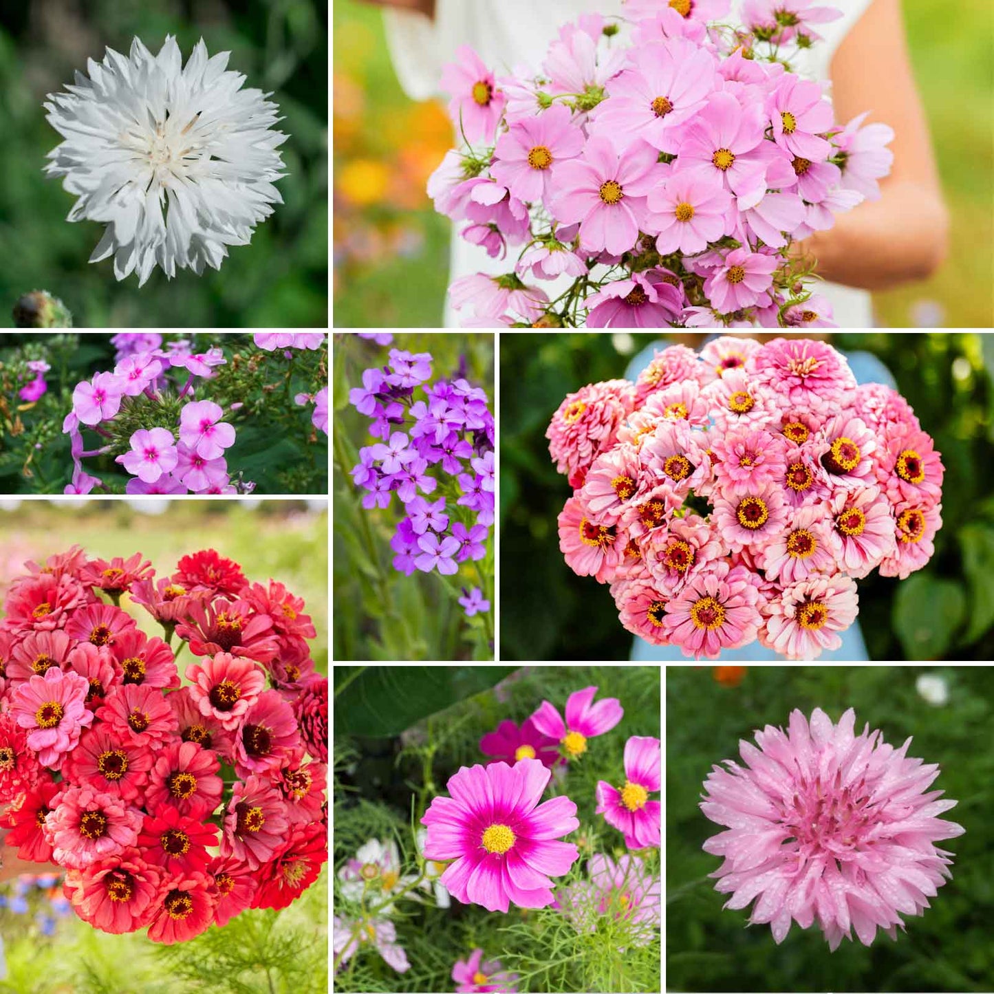 pink wildflower seeds Bulk Pink Flower Seed Mix
