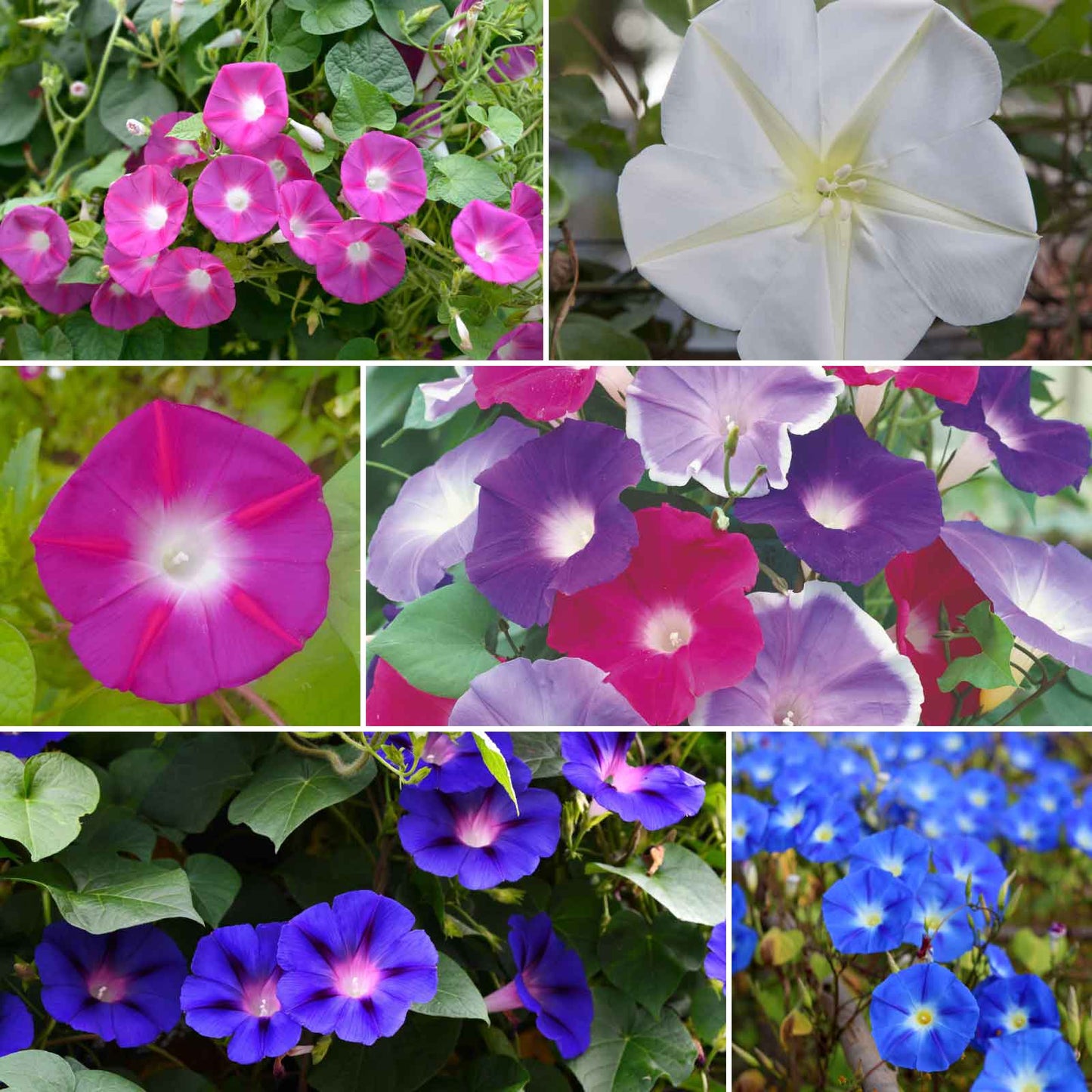 morning glory seeds trip report Bulk Morning Glory Flower Seed Mix