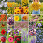 western wildflower mix