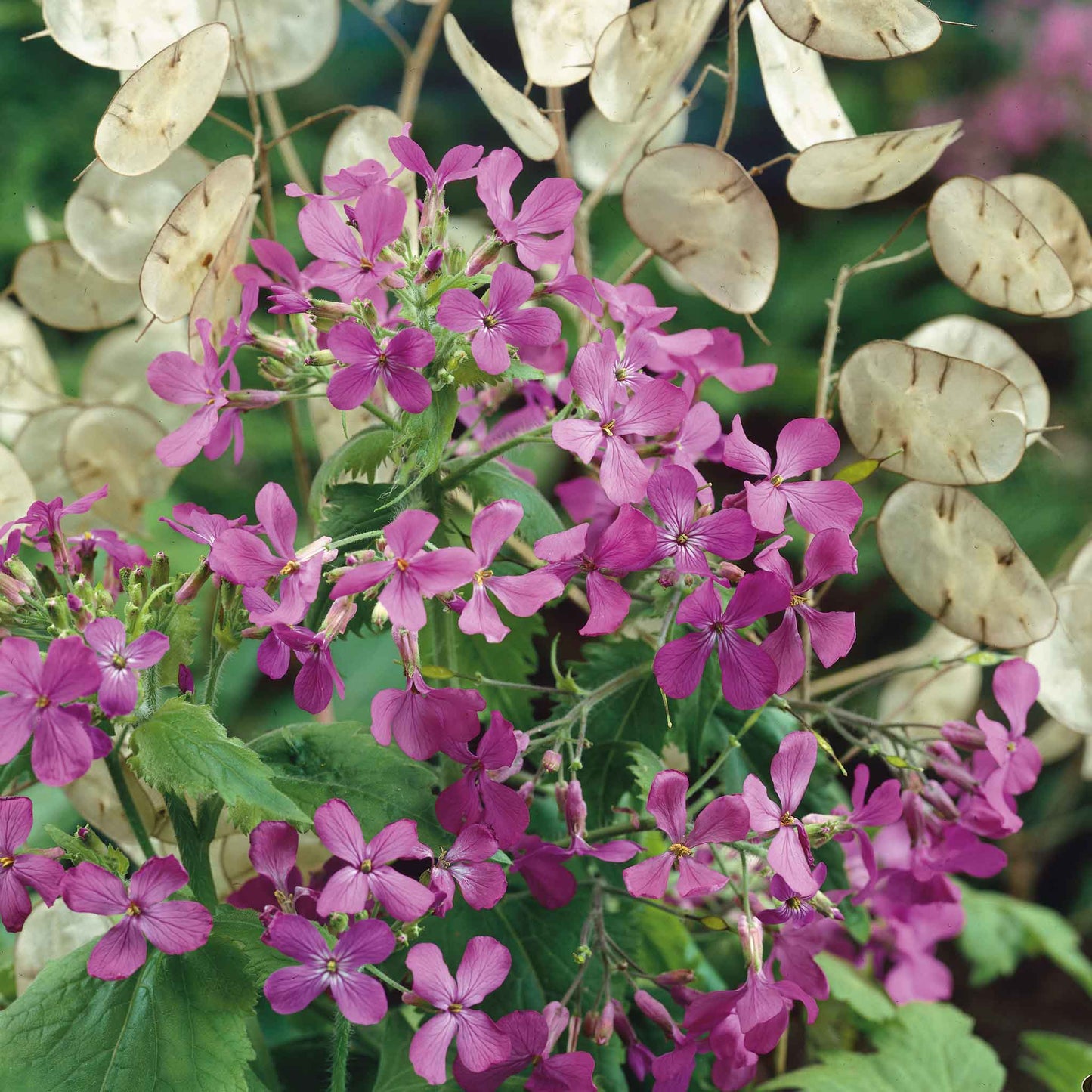 money plant purple flowers Bulk Money Plant Seeds