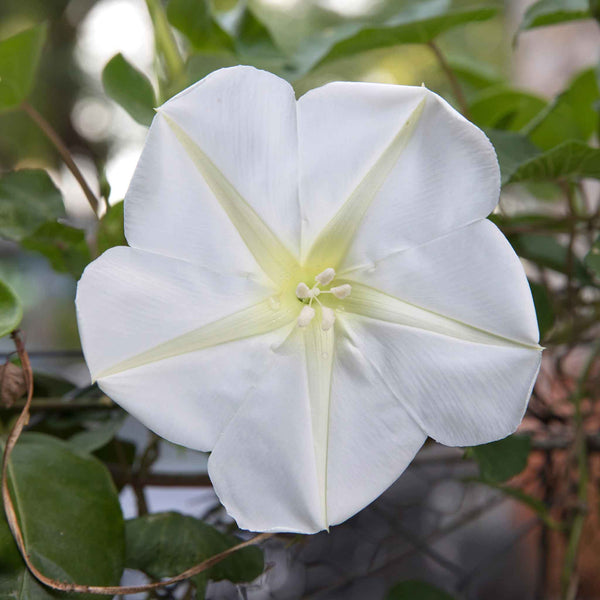 Bulk Moonflower Seeds 1 Ounce